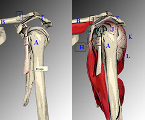 muscles de la coiffe des rotateurs