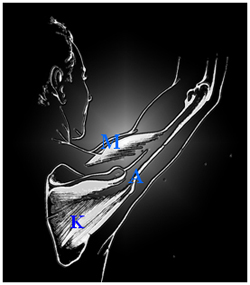 muscles de la coiffe des rotateurs